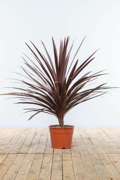 Cordyline australe Cordyline australis 'Red Star' Arbuste 80-100 Pot Palmier / Cordyline Australis Red Star Arbuste 80-100 cm