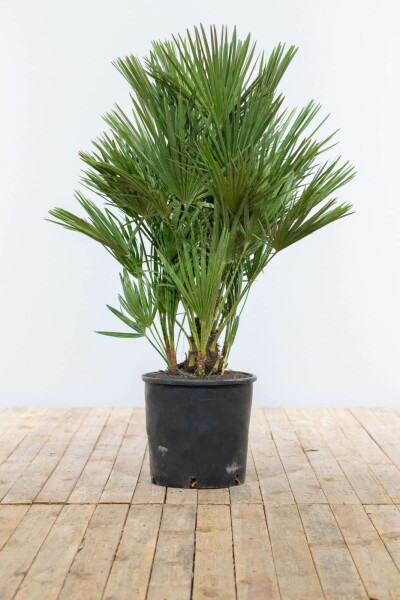 Palmier Nain / Chamaerops Humilis Arbuste 100-125 cm