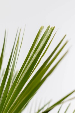 Palmier Nain / Chamaerops Humilis Arbuste 100-125 cm