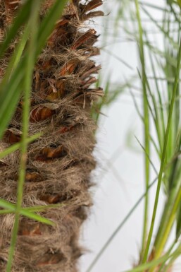 Palmier Nain / Chamaerops Humilis Arbuste 100-125 cm