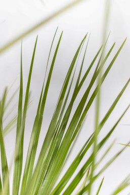 Palmier Nain / Chamaerops Humilis Arbuste 100-125 cm
