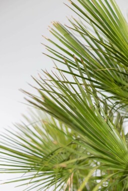 Chamaerops humble Chamaerops humilis Arbuste 100-125 Pot