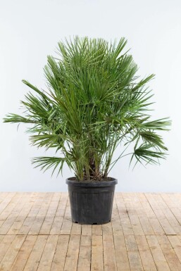 Chamaerops humble Chamaerops humilis Arbuste 150-175 Pot Palmier Nain / Chamaerops Humilis Arbuste 150-175 cm