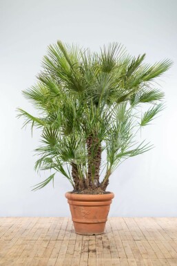 Palmier Nain / Chamaerops Humilis Arbuste 175-200 cm
