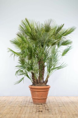 Chamaerops humble Chamaerops humilis Arbuste 175-200 Pot