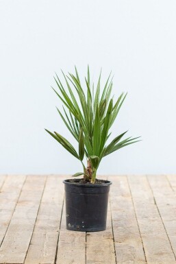 Palmier Nain / Chamaerops Humilis Arbuste 20-40 cm