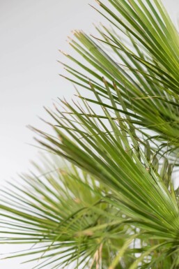 Chamaerops humble Chamaerops humilis Arbuste 20-40 Pot Palmier Nain / Chamaerops Humilis Arbuste 20-40 cm