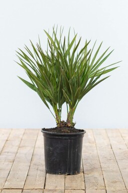 Palmier Nain / Chamaerops Humilis Arbuste 40-60 cm