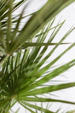 Palmier Nain / Chamaerops Humilis Arbuste 40-60 cm