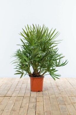 Chamaerops humble Chamaerops humilis Arbuste 60-80 Pot Palmier Nain / Chamaerops Humilis Arbuste 60-80 cm