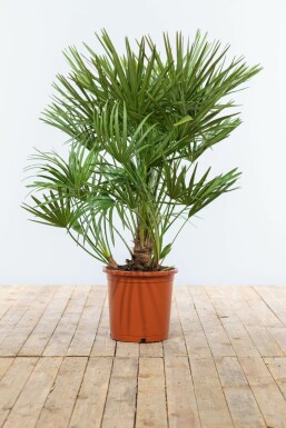 Palmier Nain / Chamaerops Humilis Arbuste 80-100 cm