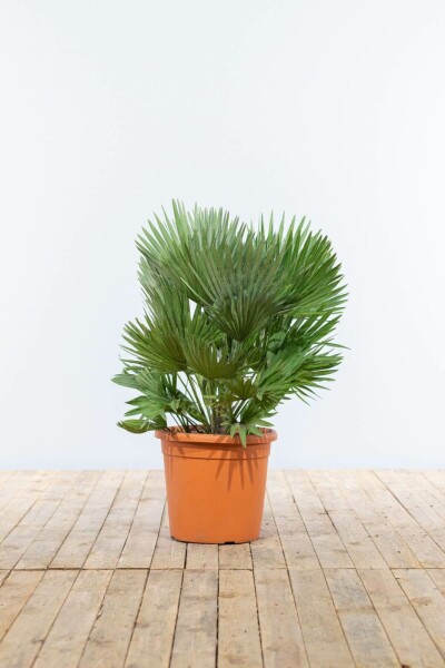 Palmier Vulcano / Chamaerops Humilis Vulcano Arbuste 20-40 cm