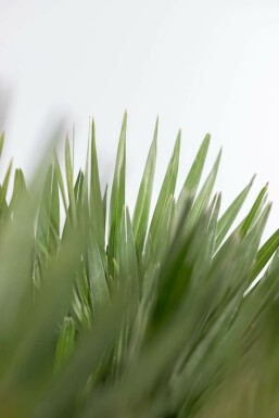 Palmier Vulcano / Chamaerops Humilis Vulcano Arbuste 20-40 cm
