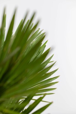 Palmier Vulcano / Chamaerops Humilis Vulcano Arbuste 20-40 cm
