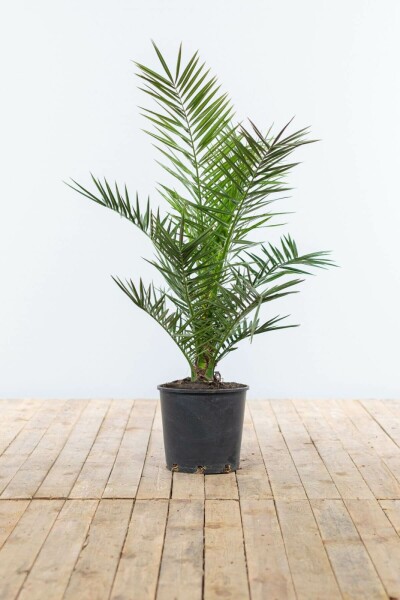 Dattier des Canaries / Phoenix Canariensis Arbuste 100-125 cm
