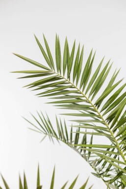 Dattier des Canaries / Phoenix Canariensis Arbuste 100-125 cm