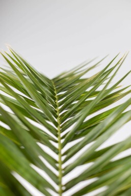 Dattier des Canaries / Phoenix Canariensis Arbuste 100-125 cm