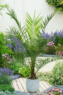 Dattier des Canaries / Phoenix Canariensis Arbuste 100-125 cm