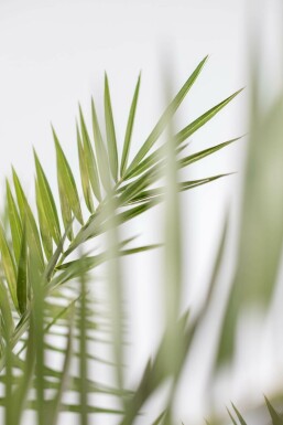 Phénix des Canaries Phoenix canariensis Arbuste 125-150 Pot Dattier des Canaries / Phoenix Canariensis Arbuste 125-150 cm