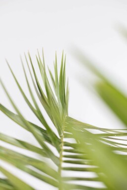 Phénix des Canaries Phoenix canariensis Arbuste 125-150 Pot Dattier des Canaries / Phoenix Canariensis Arbuste 125-150 cm