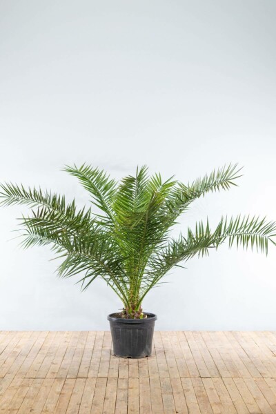 Phénix des Canaries Phoenix canariensis Arbuste 150-175 Pot Dattier des Canaries / Phoenix Canariensis Arbuste 150-175 cm