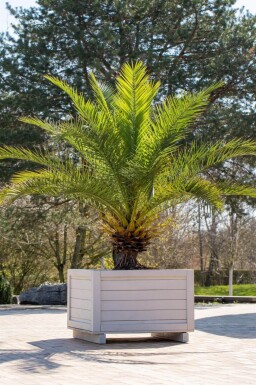Dattier des Canaries / Phoenix Canariensis Arbuste 150-175 cm