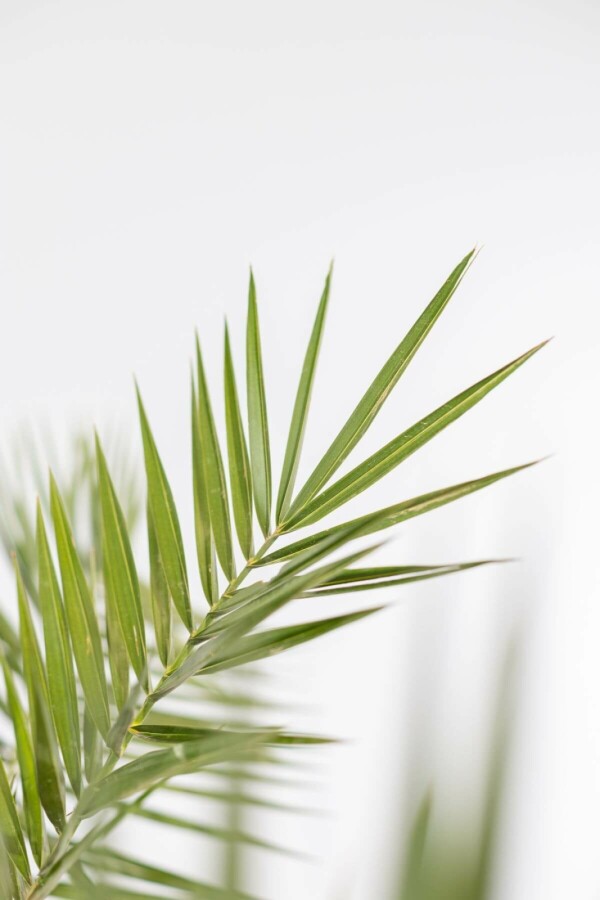 Phénix des Canaries Phoenix canariensis Arbuste 175-200 Pot Dattier des Canaries / Phoenix Canariensis Arbuste 175-200 cm