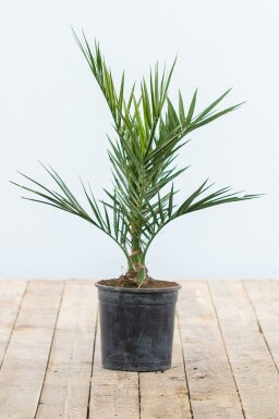 Dattier des Canaries / Phoenix Canariensis Arbuste