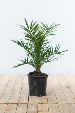 Phénix des Canaries Phoenix canariensis Arbuste 40-60 Pot