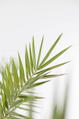 Dattier des Canaries / Phoenix Canariensis Arbuste 40-60 cm