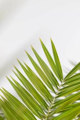 Phénix des Canaries Phoenix canariensis Arbuste 80-100 Pot Dattier des Canaries / Phoenix Canariensis Arbuste 80-100 cm