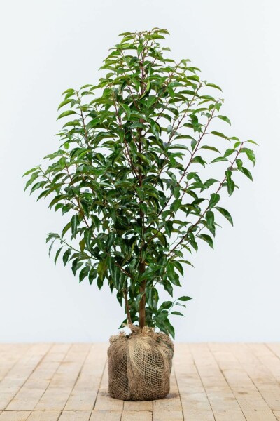 Laurier-cerise / Laurier Du Portugal Prunus Lusitanica Angustifolia 60-80 cm
