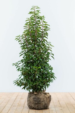 Prunier du Portugal Prunus lusitanica 'Angustifolia' Haie 100-125 Motte Laurier-cerise / Laurier Du Portugal Prunus Lusitanica Angustifolia 100-125 cm