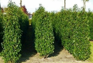 Prunier du Portugal Prunus lusitanica 'Angustifolia' Haie 175-200 Motte Laurier-cerise / Laurier Du Portugal Prunus Lusitanica Angustifolia 175-200 cm