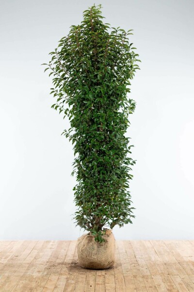 Laurier-cerise / Laurier Du Portugal Prunus Lusitanica Angustifolia 200-225 cm