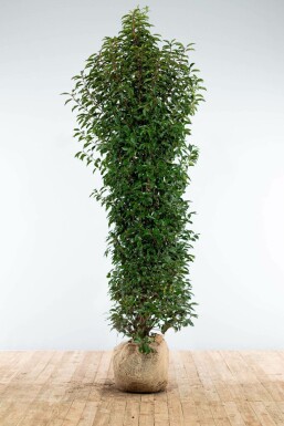 Laurier-cerise / Laurier Du Portugal Prunus Lusitanica Angustifolia 200-225 cm