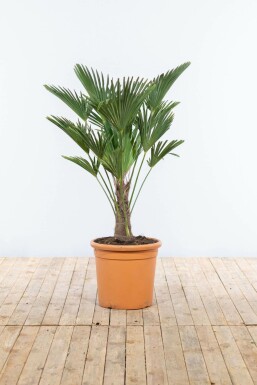 Palmier miniature de Chusan Trachycarpus wagnerianus Sur tige 30-40 100-125 Pot Palmier / Trachycarpus Wagnerianus Sur tige/stipe/tronc 100-125 cm