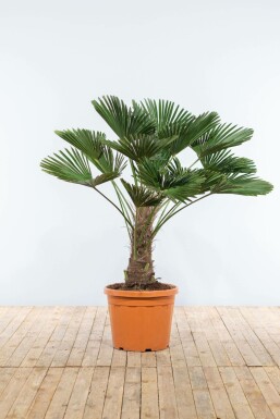 Palmier / Trachycarpus Wagnerianus Sur tige/stipe/tronc 100-125 cm