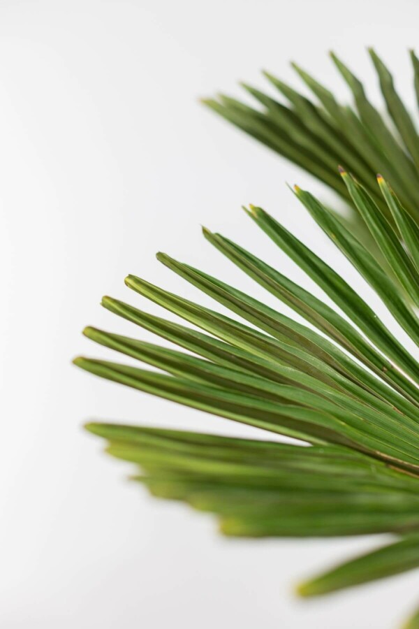 Palmier miniature de Chusan Trachycarpus wagnerianus Sur tige 60-80 150-175 Pot Palmier / Trachycarpus Wagnerianus Sur tige/stipe/tronc 150-175 cm