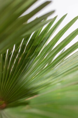 Palmier / Trachycarpus Wagnerianus Sur tige/stipe/tronc 150-175 cm