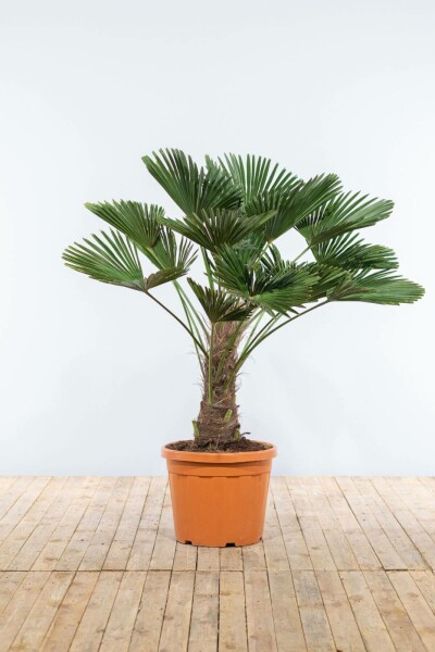 Palmier / Trachycarpus Wagnerianus Sur tige/stipe/tronc 175-200 cm