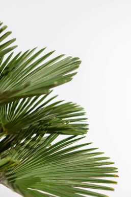 Palmier / Trachycarpus Wagnerianus Sur tige/stipe/tronc 175-200 cm