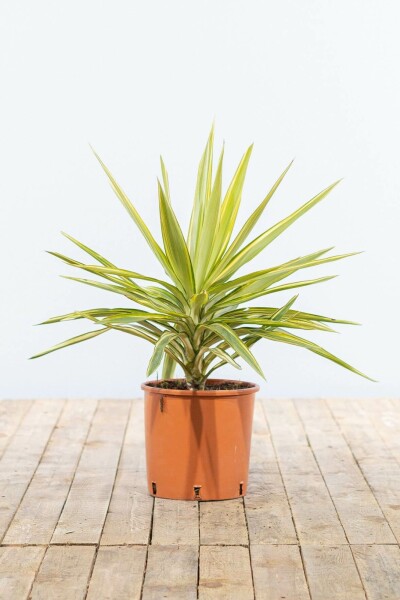 Palmier / Yucca Elephantipes Jewel Arbuste 40-60 cm