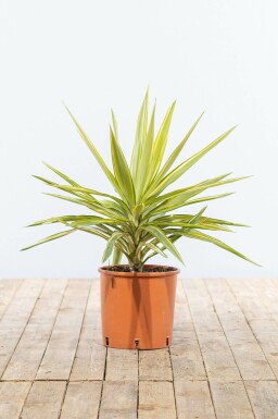 Palmier / Yucca Elephantipes Jewel Arbuste 40-60 cm