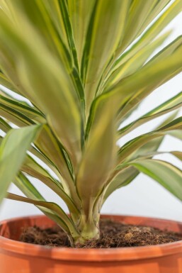 Palmier / Yucca Elephantipes Jewel Arbuste 40-60 cm