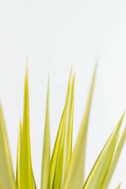 Yucca pied-d’éléphant Yucca elephantipes 'Jewel' Arbuste 60-80 Pot Palmier / Yucca Elephantipes Jewel Arbuste 60-80 cm