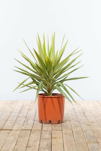 Palmier / Yucca Elephantipes Jewel Arbuste