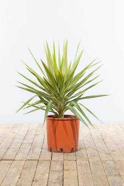 Palmier / Yucca Elephantipes Jewel Arbuste 80-100 cm