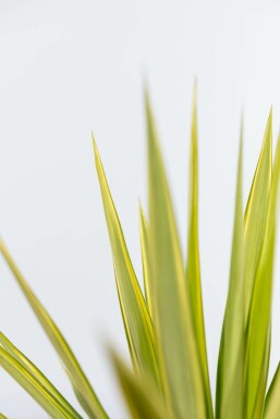 Yucca pied-d’éléphant Yucca elephantipes 'Jewel' Arbuste 80-100 Pot Palmier / Yucca Elephantipes Jewel Arbuste 80-100 cm