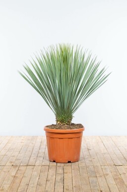 Yucca rostré Yucca rostrata Sur tige 40-50 125-150 Pot